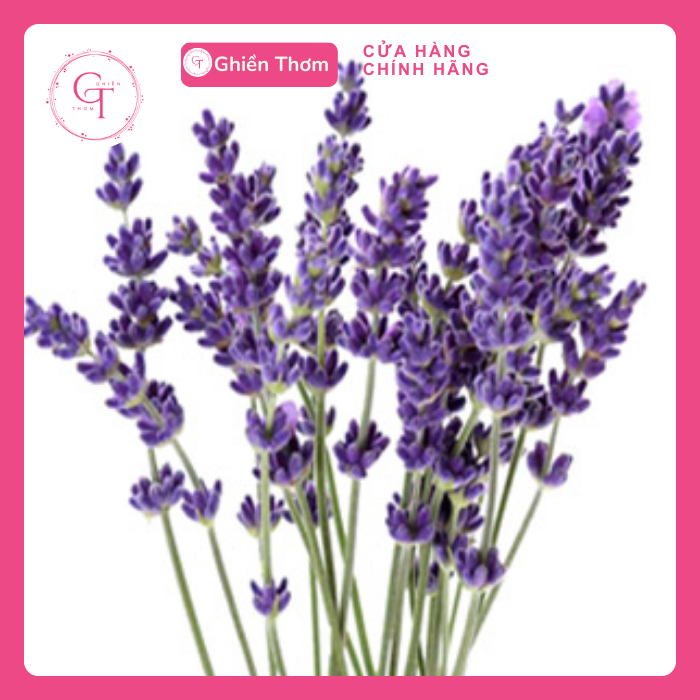 Hoa lavender