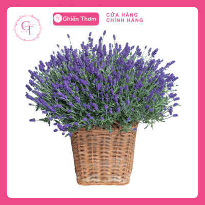 hoa lavender