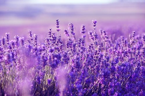 tìm hiểu về hoa lavender