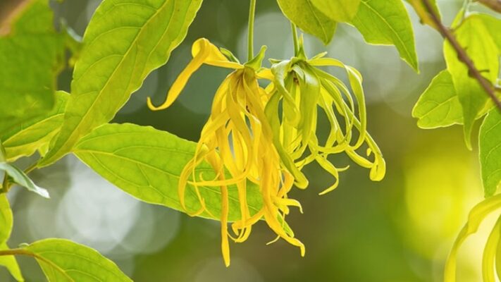 hoa ylang ylang